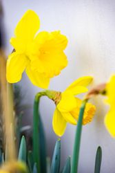 Spring time yellow daffodil flowers