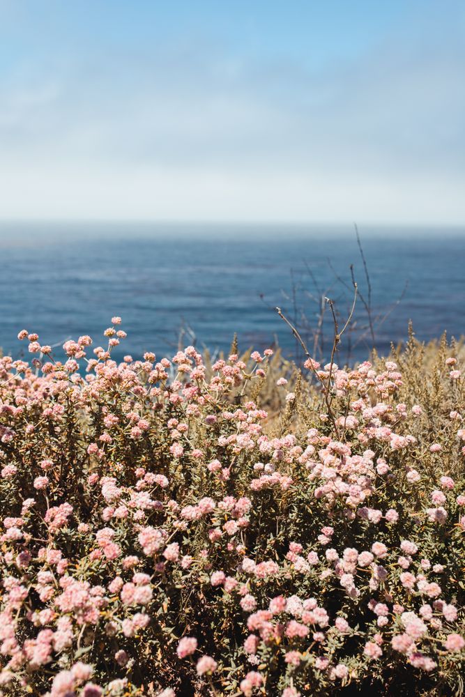 Pink flowers on seashore in bright day