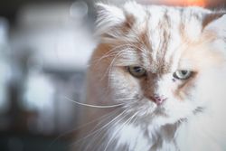 Light furry cat in close-up