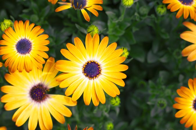 a beautiful, colorful picture of flowers