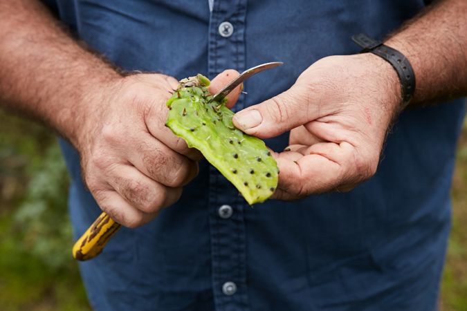 Man peeling sweet pear cactus