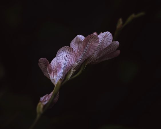 Outside veins of a pink flower on dark background