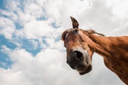 from below view of crop brown horse head in a cloudy background