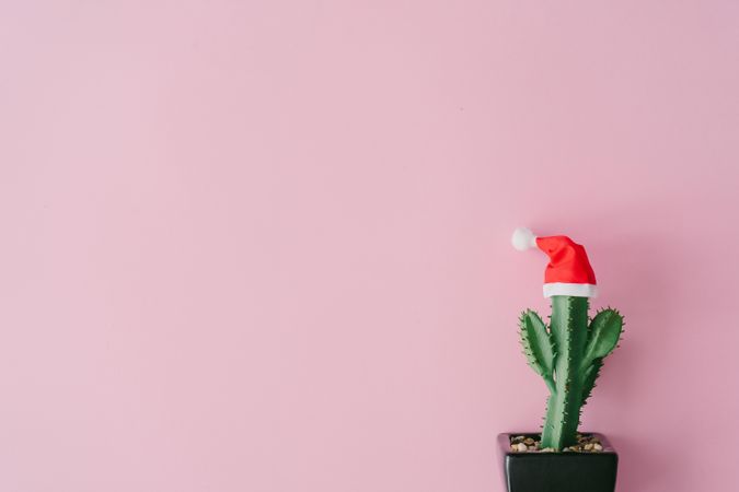 Cactus plant with Santa hat on pink background