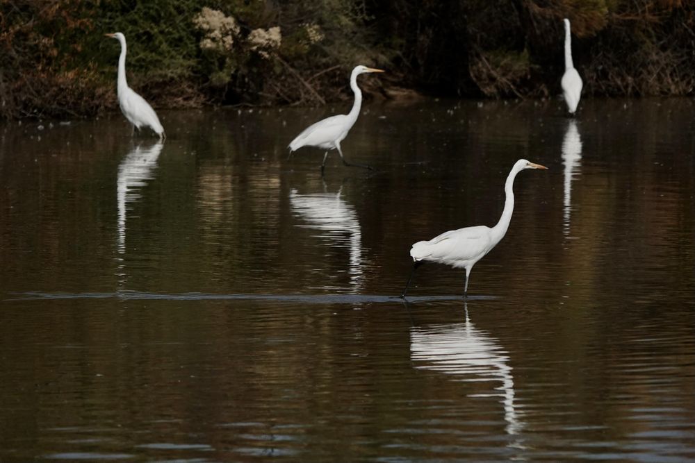 Swan on water