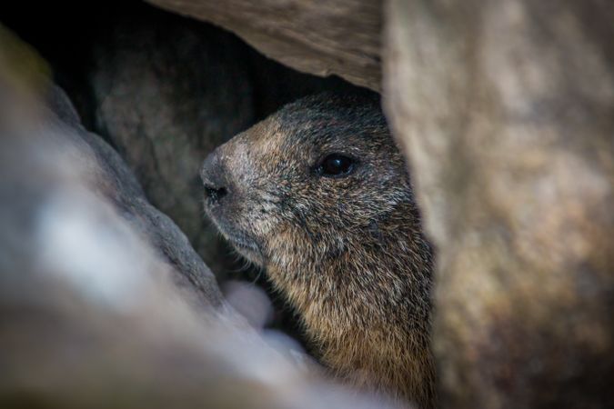Marmot in between rocks in Switzerland