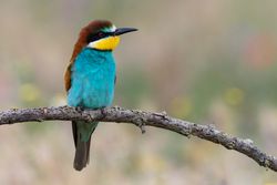Bird standing on tree branch