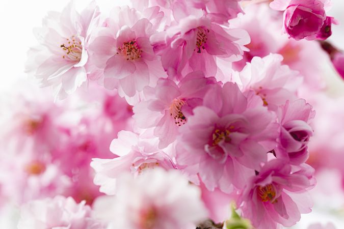 Pink sakura blossom flowers