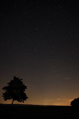 Field with trees on dark starry night