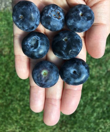 Person holding blueberries
