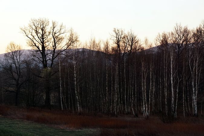 Bare trees and mountains on sunny morning