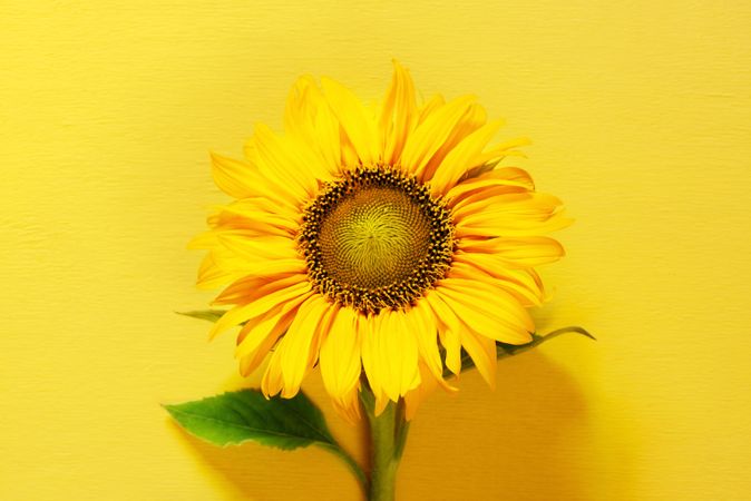 Sunflower on yellow background