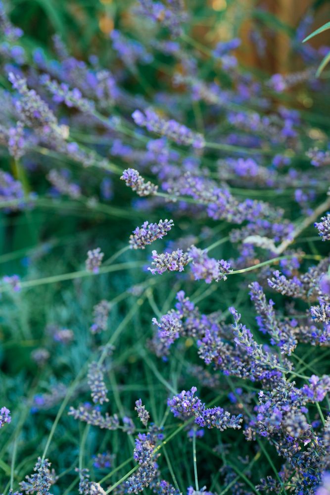 Close up lavender flowers
