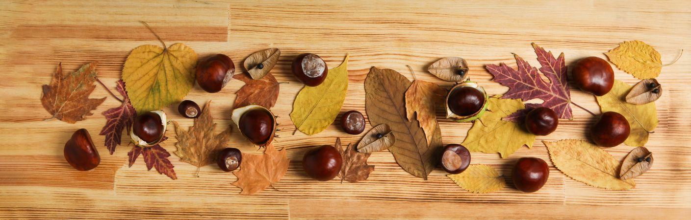 Fresh and ripe chestnuts, top view, Autumn chestnuts