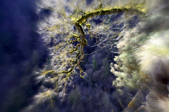 Green branches covered with moss