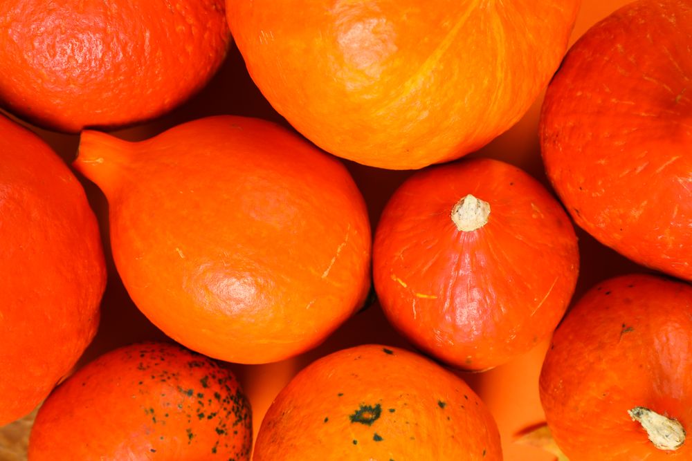 Fresh pumpkins on orange background, top view