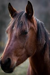Brown horse looking side in close-up