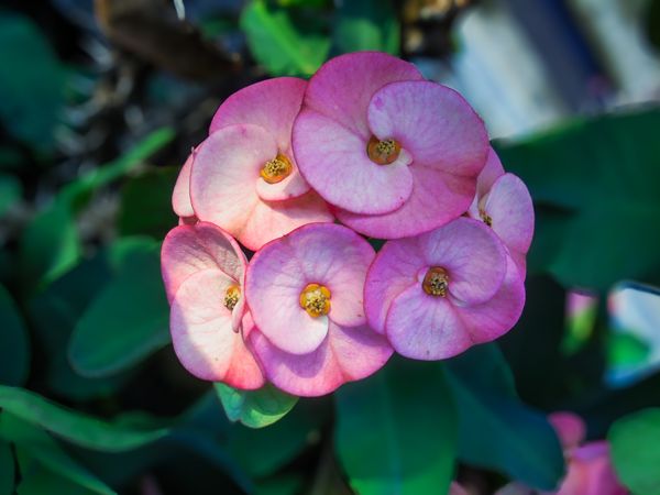 euphorbia flower