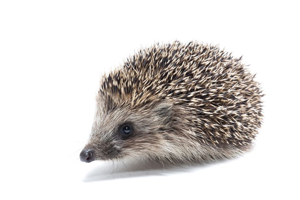 Brown hedgehog on light background