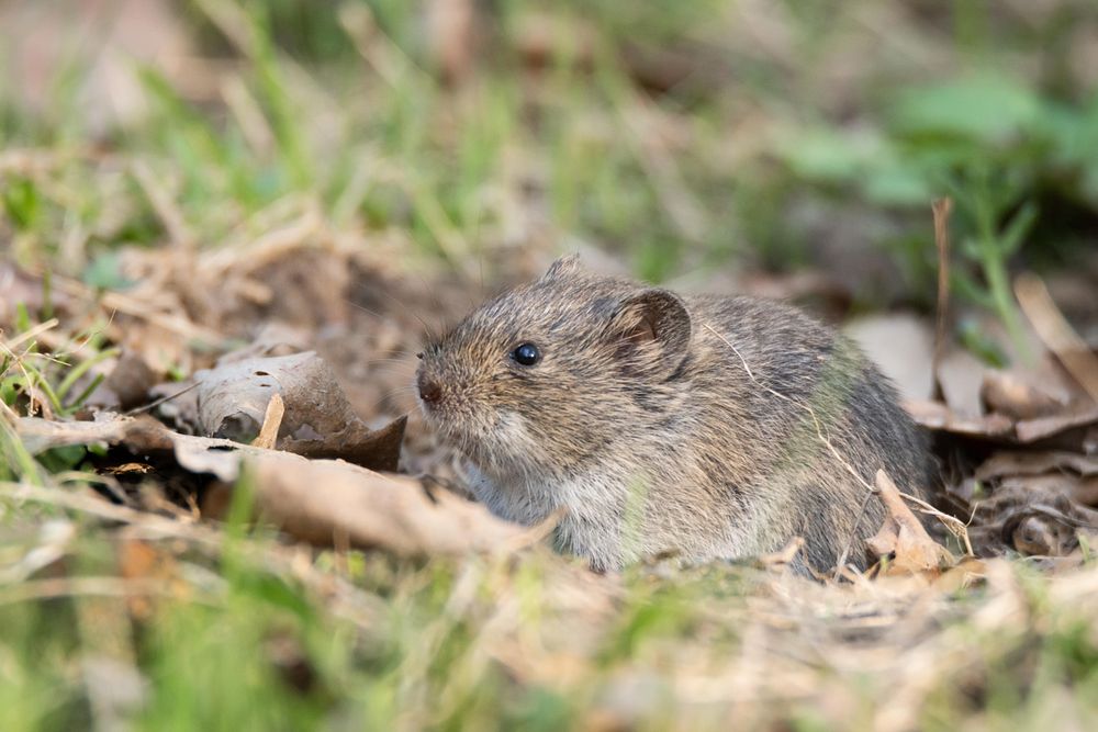 Brown rat on brown dried leaves