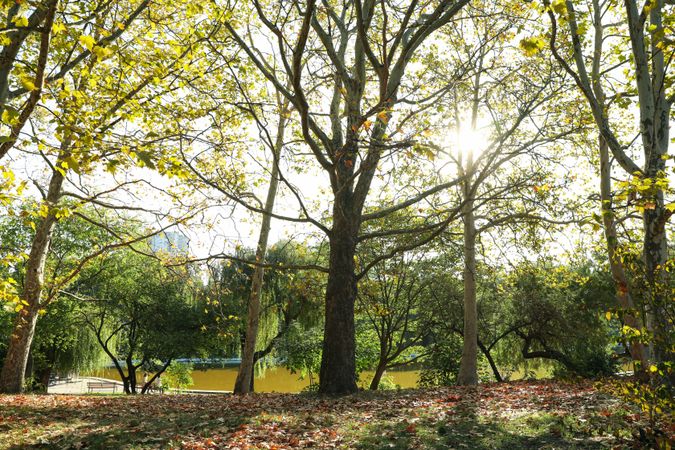 Beautiful city park in bright sunny morning