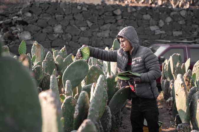 A young man is harvesting nopal with the hands
