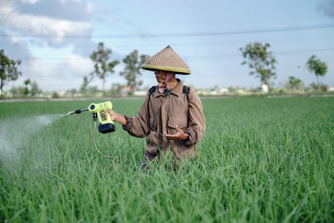 Front view of older Asian farmer spraying rice green field