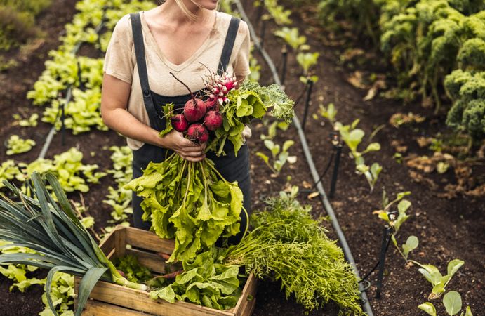 Unrecognizable woman farmer holding freshly picked root vegetables from her garden