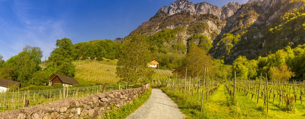 Country road through vineyards to the mountains