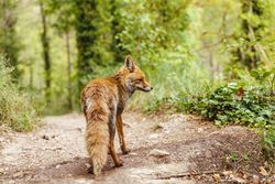Fox walking through the woods freely