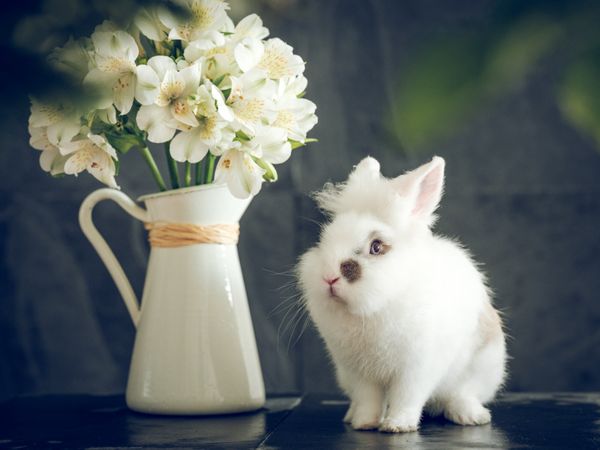 bunny with vase of Alstroemeria flowers