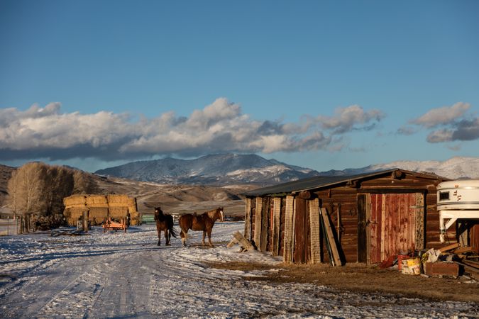 Horses standing outside their corral on a snowy day in the Rockies at Midland Ranch, Wyoming