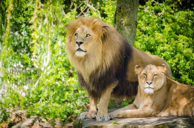 Male and female lion in forest