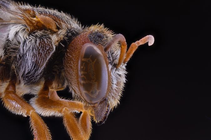 Fluffy orange flying insect with transparent wings
