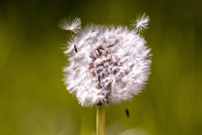 Head of dandelion seeds on sunny day