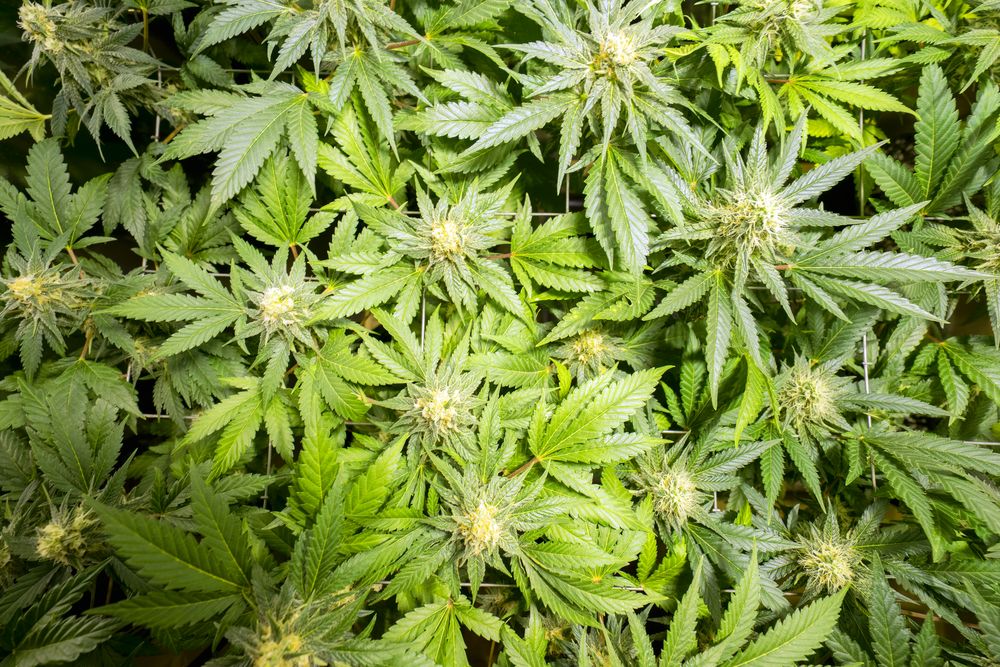 Top view of marijuana plants