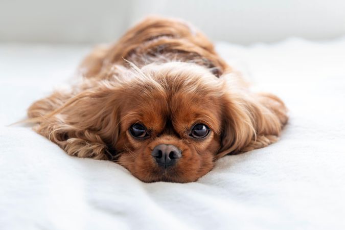Cavalier spaniel resting with head in paws