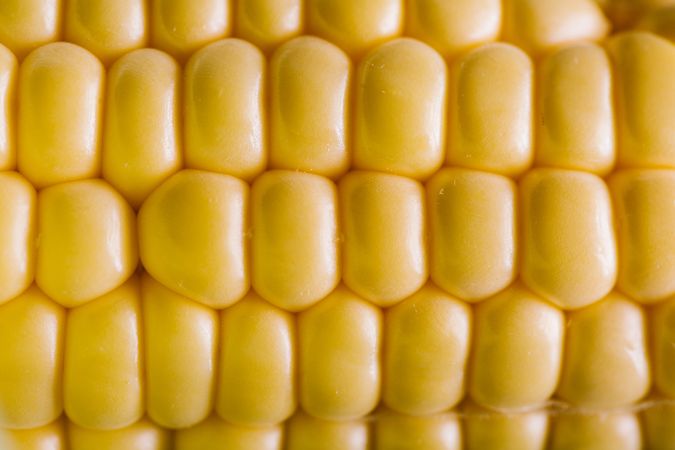 Seeds of ripe fresh corn