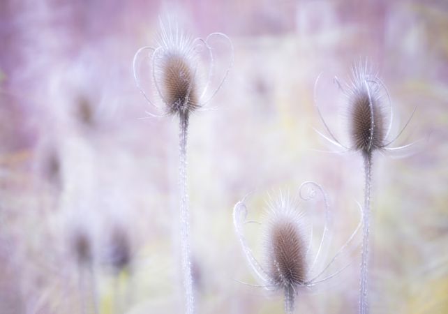 Typha plant in purple light
