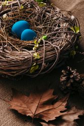 Blue eggs in bird nest