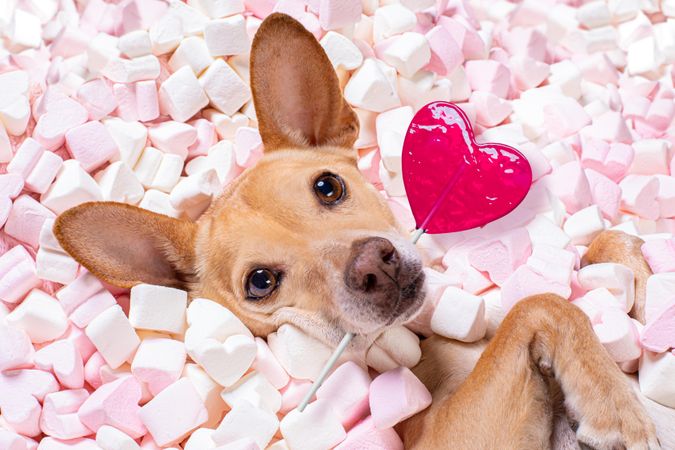 Dog holding heart-shaped lollipop lying in marshmallow
