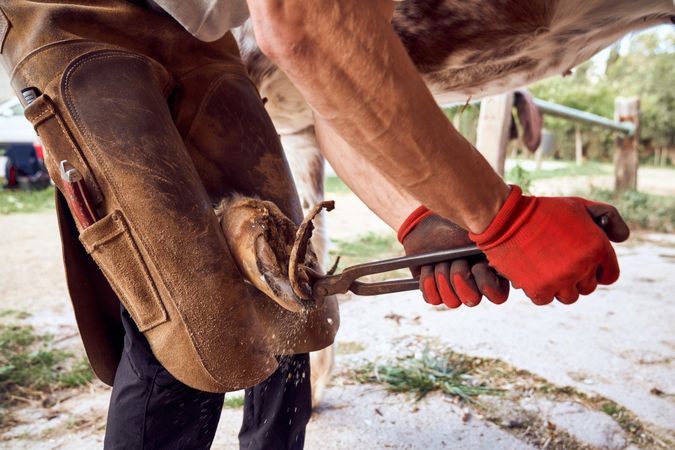 Blacksmith changing horseshoe to the leg of a horse using bald lime hammer pliers