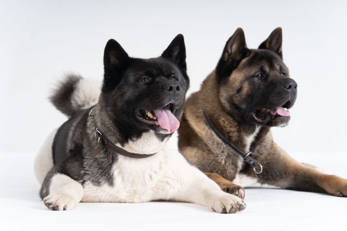 Studio portrait of two akita dogs