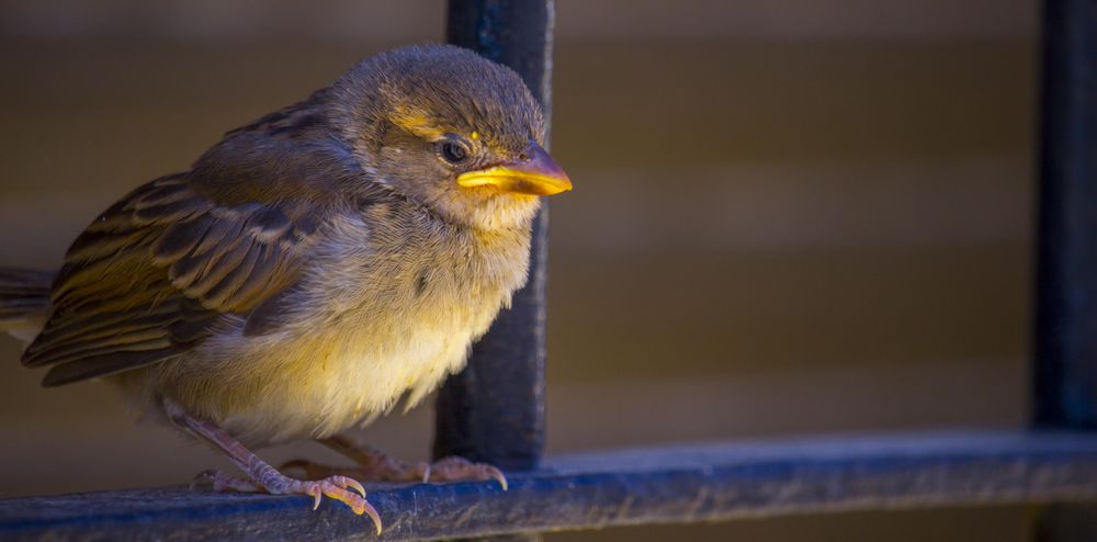 Sparrow on metal bar