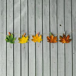 Autumn leaves from green to red on light wooden background
