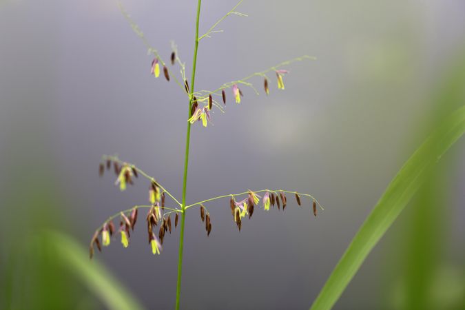 Wild Rice staminate spikelets on Big Sandy Lake in MN