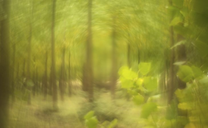 Blurred trees in forest