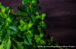 Close up of small moroccan mint plant leaves 4BadzM