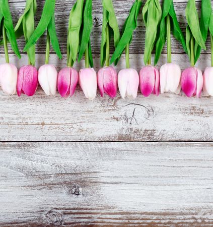 Easter upper border of Tulips on rustic wooden background