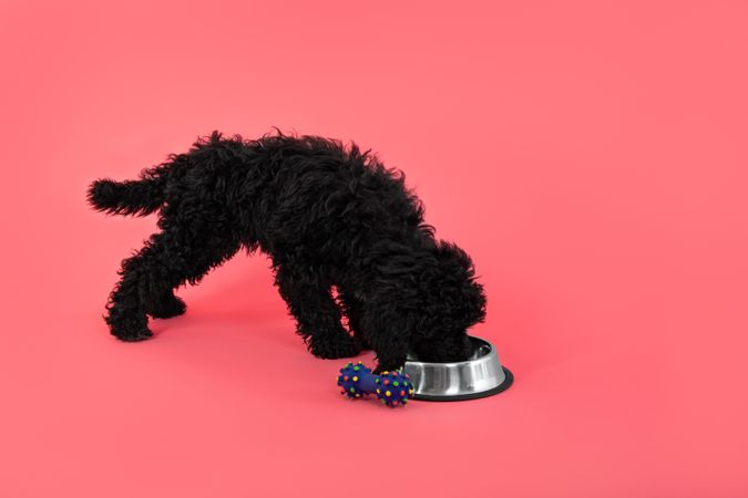 Poodle eating from bowl in pink studio shoot